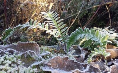 Up Close and Personal: A Micro-Tour of Shadow Lake Bog