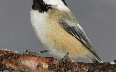 Animals in winter: The black-capped chickadee