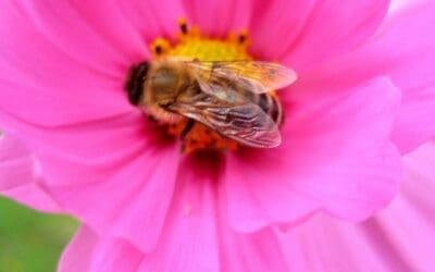 Bee My Valentine: A Native Pollinator Celebration