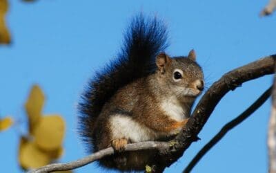 Animals in winter: The Douglas Squirrel