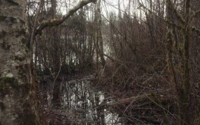 World Wetlands Day: Support a Local Wetland