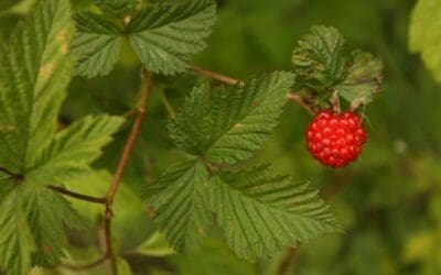 Native Plant Society Classes