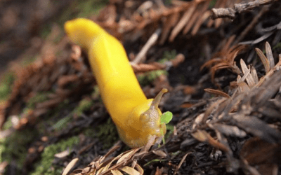 Animals in Winter: The Banana Slug