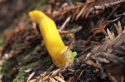 Animals in Winter: The Banana Slug