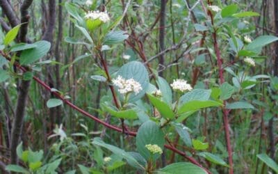Native Plant of the Month: Red Osier Dogwood