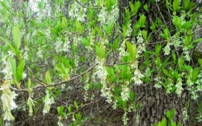 Native plant of the month: Oso Berry, Oemleria cerasiformis
