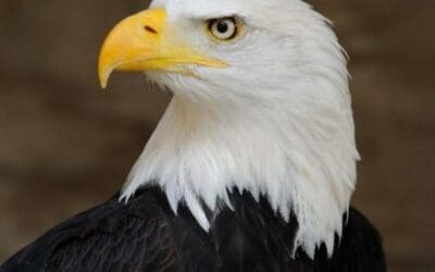 Animals in Spring: Bald Eagle