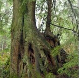 Engaging Trees: Survey of culturally significant trees