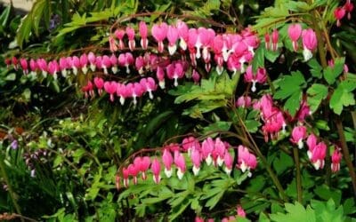 Native Plant of the Month: May Flowers