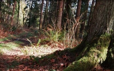 Guided Nature Walks: Tour of the Upland Forest
