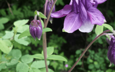 Native Plant of the Month: Columbines