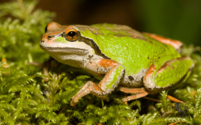 Animals in Summer: Pacific Chorus Frogs