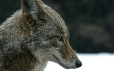 Animals in Summer: Coyotes