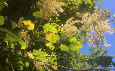 Native Plant of the Month: Ocean Spray
