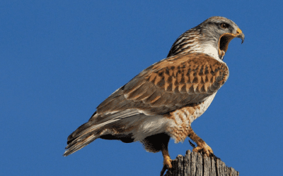 Animals in Summer: Ferruginous Hawk