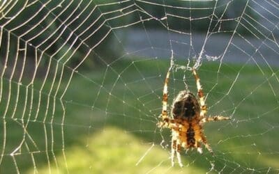 Animals in Fall: the Cross Spider