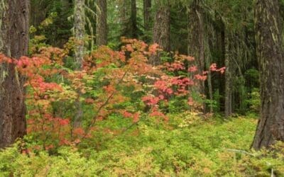 Native Plant of the Month: Vine Maple – Acer circinatum