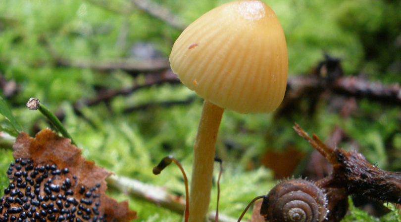 Mushroom Madness