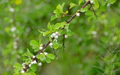 Native Plant of the Month: Snowberry