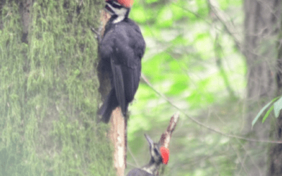 Animals in Fall: The Pileated Woodpecker