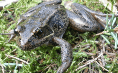 Animals in Winter: Northern Red-Legged Frog