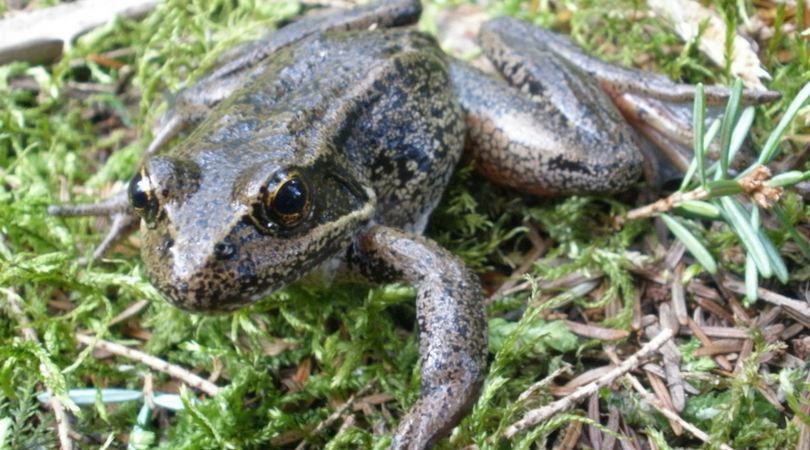 Animals in Winter: Northern Red-Legged Frog