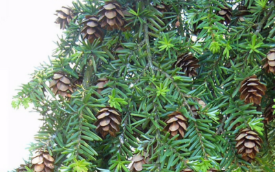Native Plant of the Month: Western Hemlock