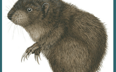 Animals in Winter: The Mountain Beaver
