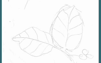 Native Plant of the Month: Salal -Gaultheria shallon