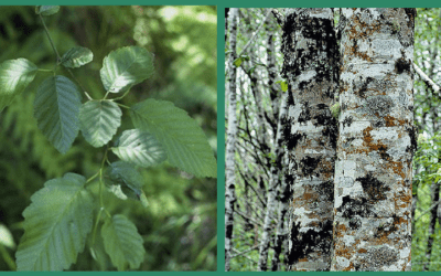 Native Plant of the Month: Red Alder
