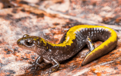 Animals in Winter: The Long-toed Salamander