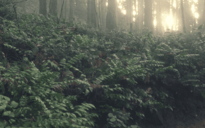 Native Plant of the Month: Oregon Grape