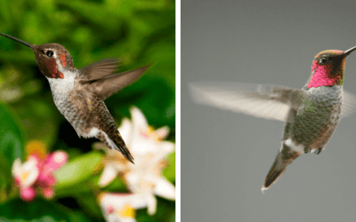 Native Animal of the Month: Anna’s Hummingbird