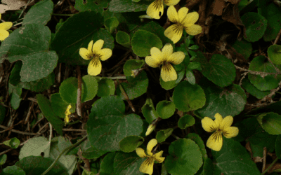 Native Plant of the Month: Evergreen Violet