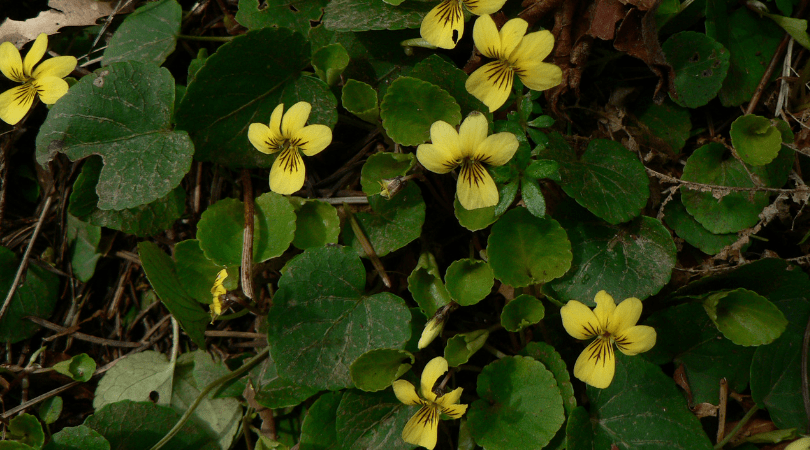 Native Plant of the Month: Evergreen Violet