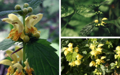 A Little Known Invasive Species