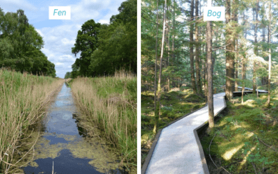 Fens vs. Bogs