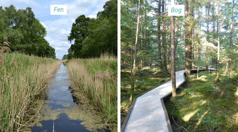 Fens vs. Bogs