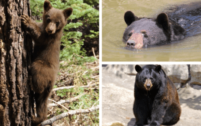 Native Animal of the Month: Black Bear