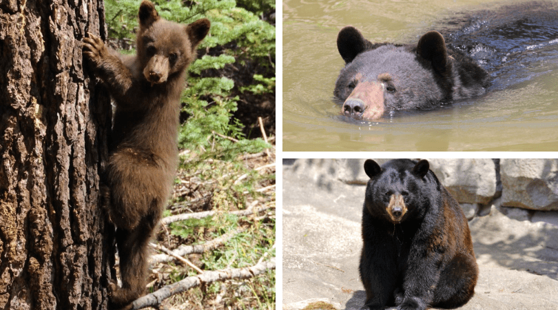 Native Animal of the Month: Black Bear