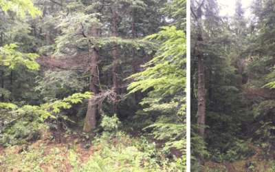 Preservation at SHADOW