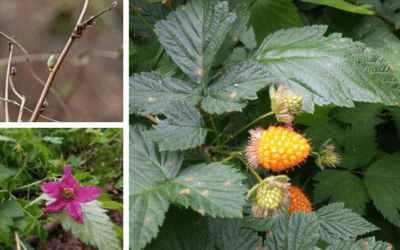 Native Plant of the Month: Salmonberry