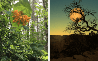 Our Connection to Nature