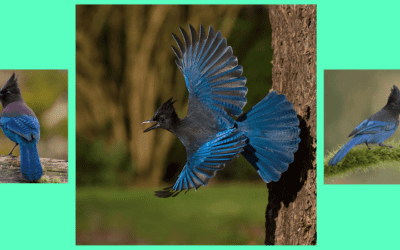 Native Animal of the Month: Stellar’s Jay