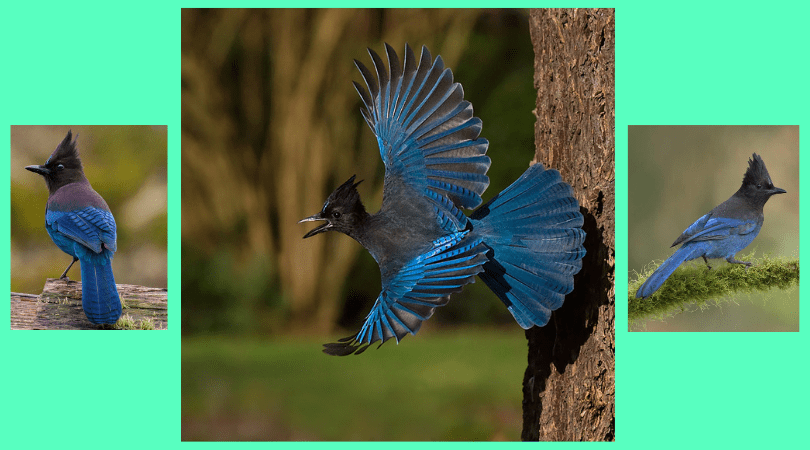 Native Animal of the Month: Stellar’s Jay