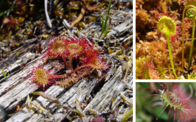 Native Plant of the Month: Roundleaf sundew