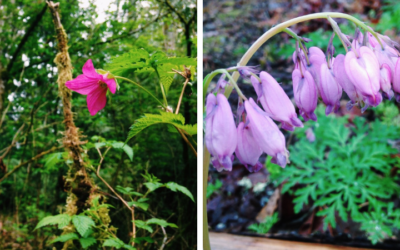 What’s Blooming at SHADOW