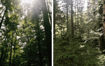 What’s a conservation easement?