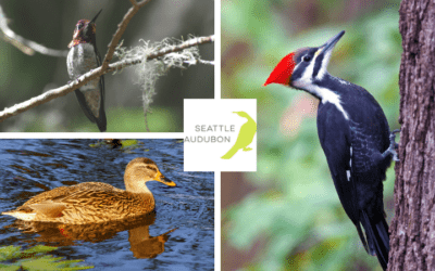 Fantastic Birds of SHADOW & Where to Find Them