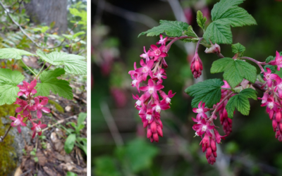 Native Plant of the Month: Red flowering currant